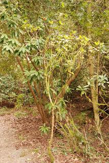 Call that a rhododendrum?