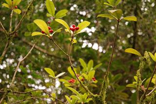 Call that a rhododendrum?