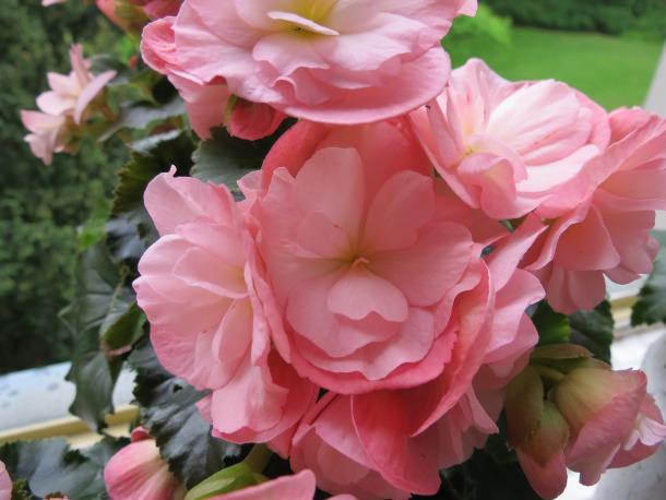 Begonia Plants