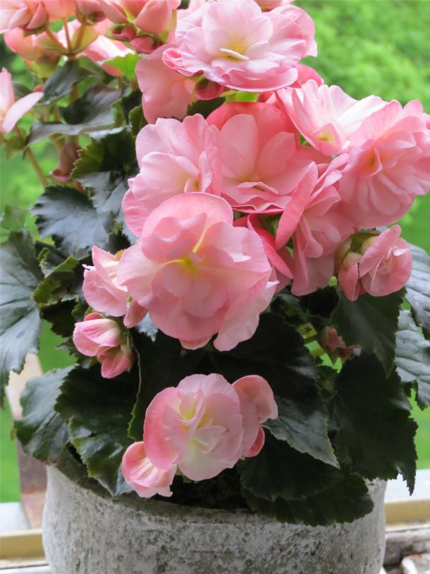 Begonia Plants