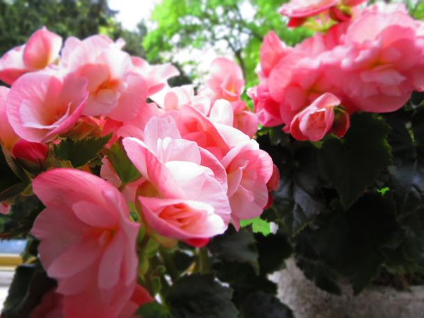 Begonia Plants