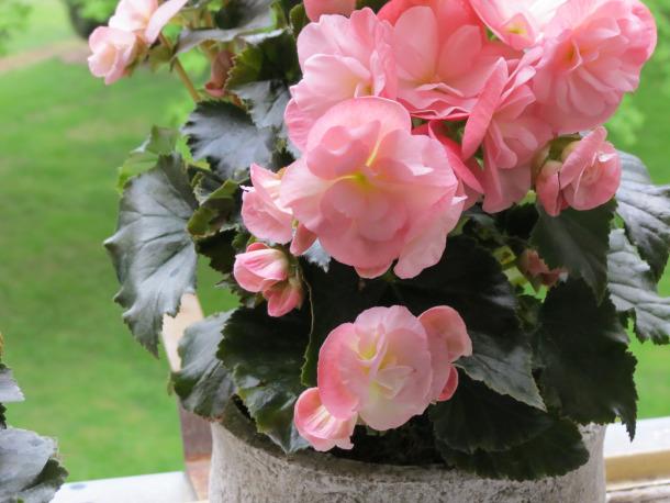 Begonia Plants