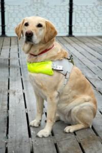 Guidedog