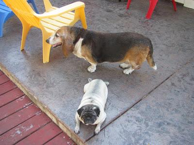 Daphne the Basset Hound - Rest In Peace