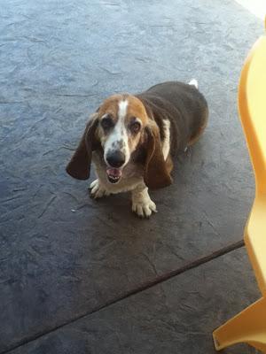Daphne the Basset Hound - Rest In Peace