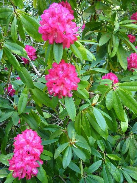 pink rhododendron flowers at powerscourt - wicklow - ireland