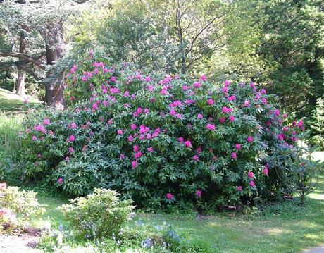 rhododendron bush  - powerscourt - wicklow - ireland