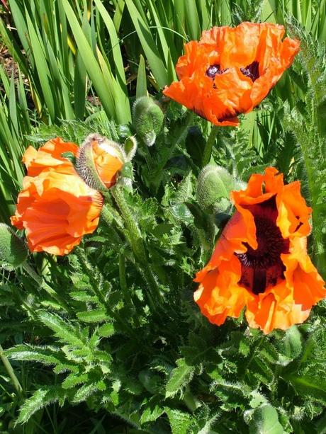 Poppies in the Walled Garden - Powerscourt - Ireland