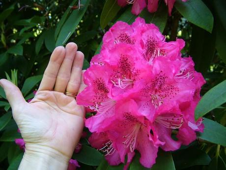 pink rhododendron - bigger then my hand  - powerscourt - wicklow - ireland