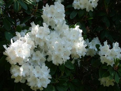 white rhododendron flowers at powerscourt - wicklow - ireland