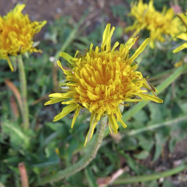 Dandelions-at-Farmingdale-State-College