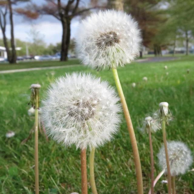 Dandelions-at-Farmingdale-State-College