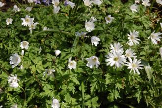 Anemone apennina var. albiflora (21/04/2013, Kew Gardens, London)