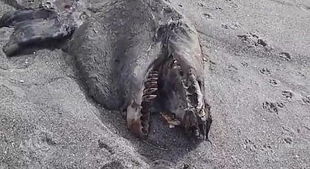 'Sea Monster' Found Washed Ashore On New Zealand Beach