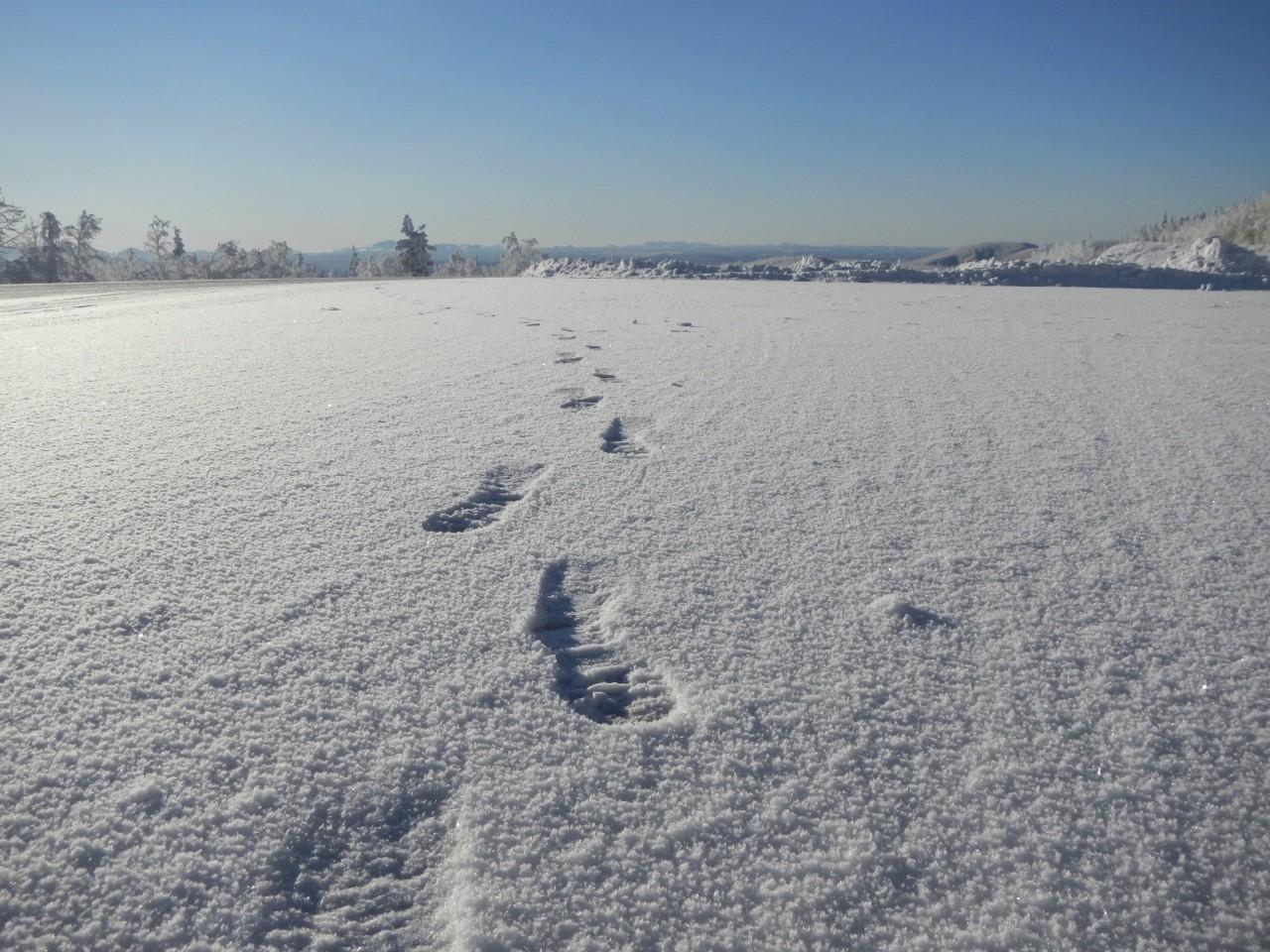 Footprints in the snow