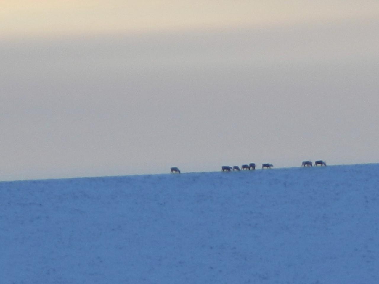Caribou crossing on the horizon