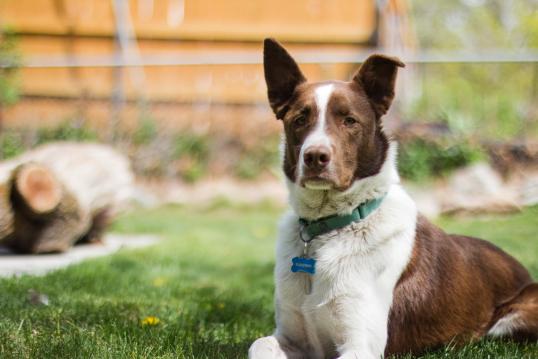 Another awesome family member, Sampson. We totally borrowed him, in a way.