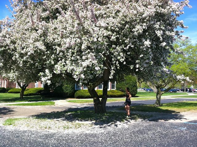 Under-the-Cherry-Blosssoms-at-Farmingdale-State-College