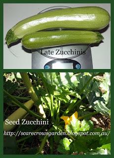 Late Zucchinis