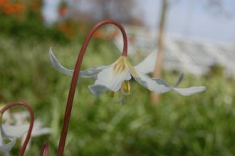 Erythronium oregonum Flower (21/04/2013, Kew Gardens, London)