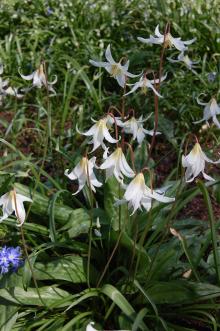 Erythronium oregonum (21/04/2013, Kew Gardens, London)