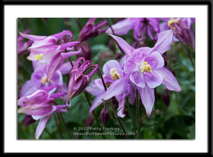 Pink & Purple Columbine