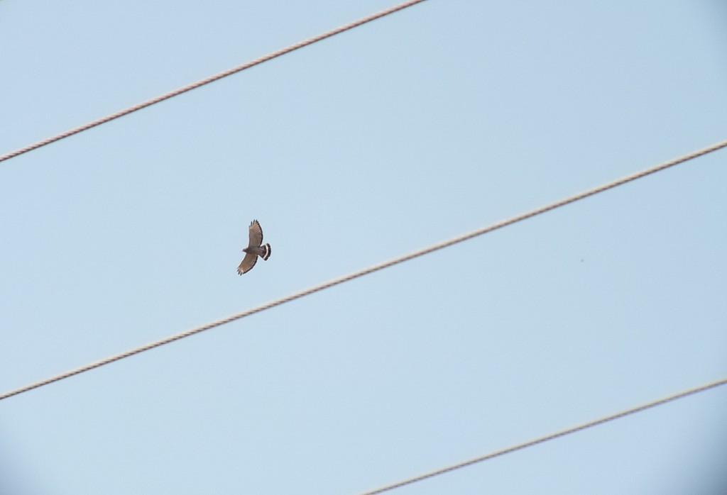 Broad-winged Hawk - in flight near Dorset - Ontario