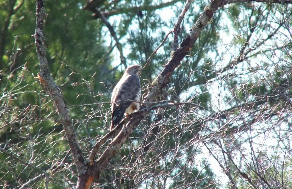 Broad-winged Hawk - sits in tree - Dorset - Ontario