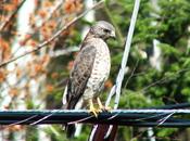 Broad-winged Hawk Sighting Near Dorset Ontario
