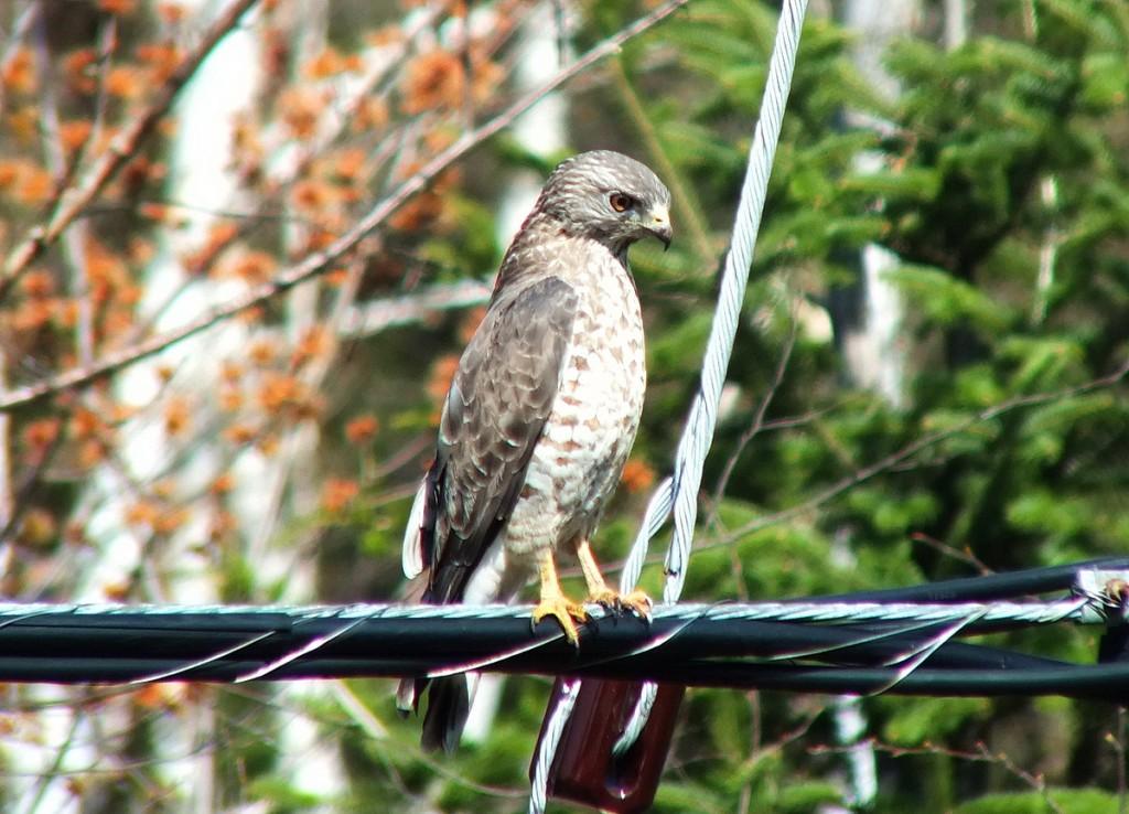 Broad-winged Hawk - on a powerline near Dorset - Ontario