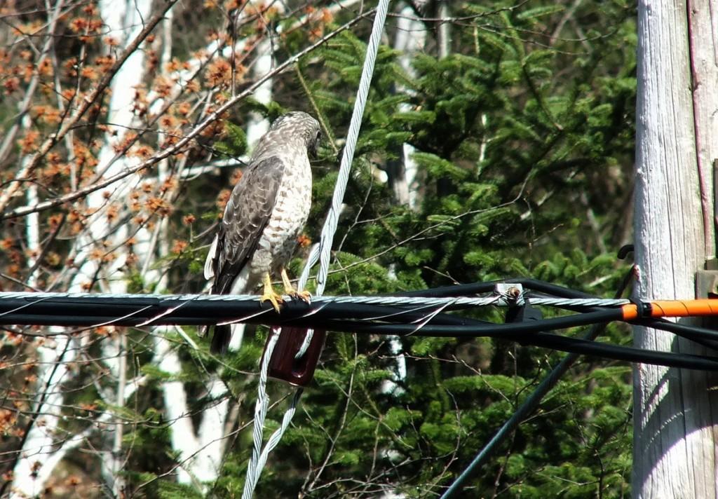 Broad-winged Hawk - sits on a powerline near Dorset - Ontario