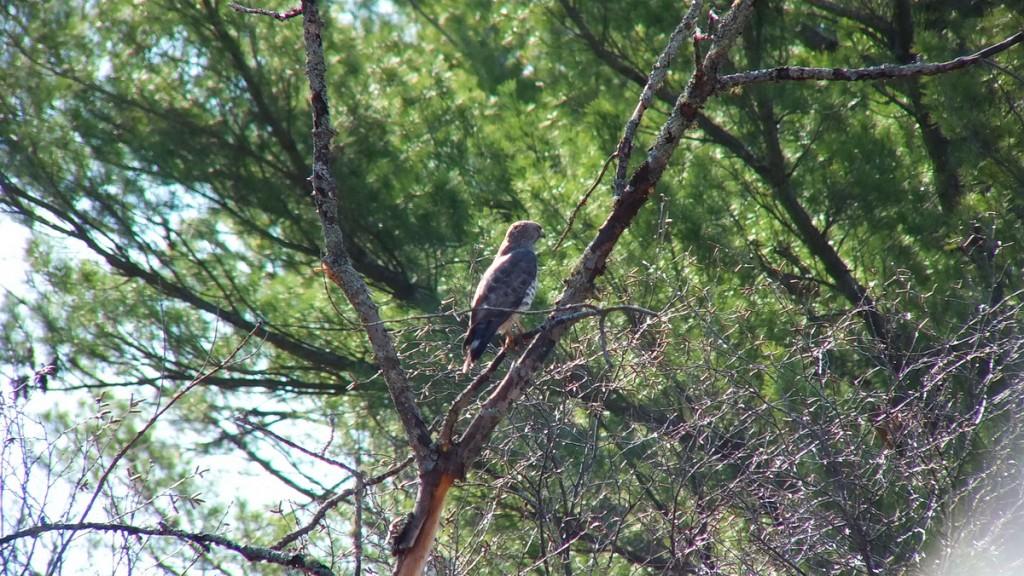 Broad-winged Hawk - sits in a tree near Dorset - Ontario