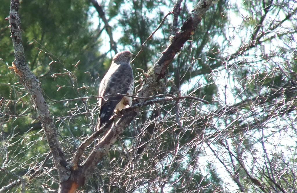 Broad-winged Hawk - near Dorset - Ontario