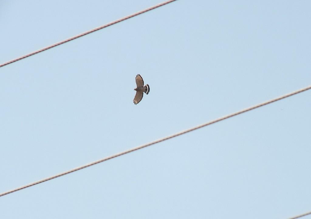 Broad-winged Hawk - in flight near Dorset - - - Ontario