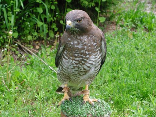 Broad-winged Hawk - Africa -- Mountsberg Raptor Centre - Ontario