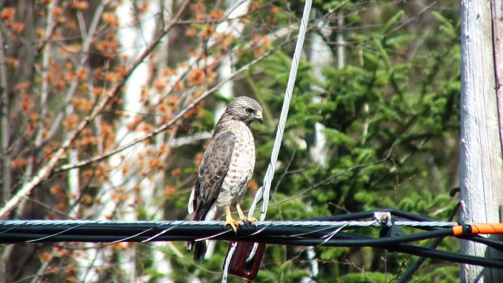 Broad-winged Hawk - sitting on a powerline near Dorset - Ontario