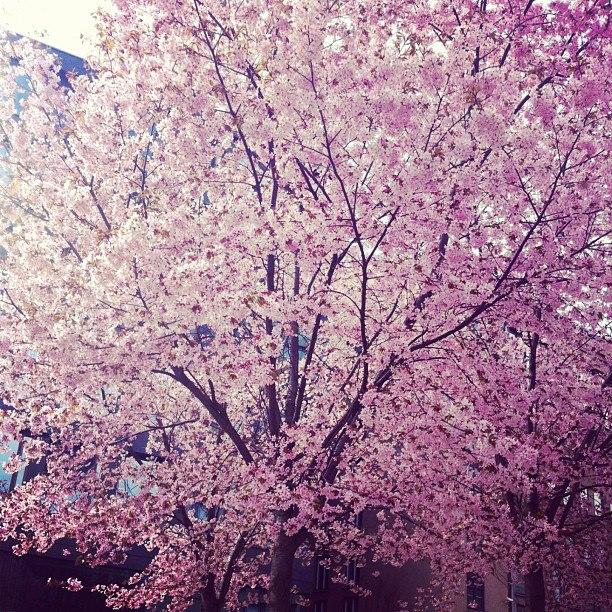 PINK SPRING//MY HOOD