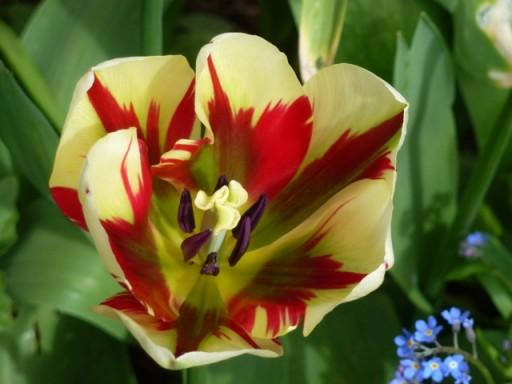 colourful-tulip