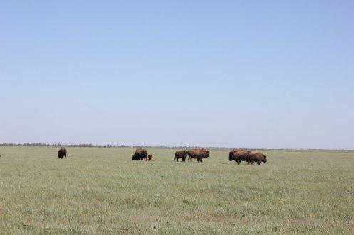 New Askaniya anna buffalo