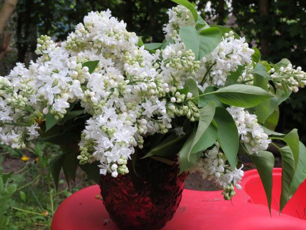 Mother's Day Flowers