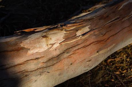 fallen eucalyptus tree