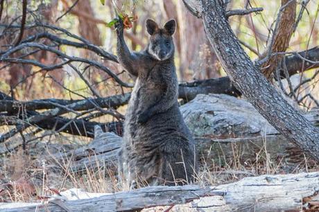 wallaby paw in the air waving