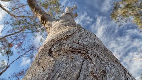 curved bark on eucalyptus tree
