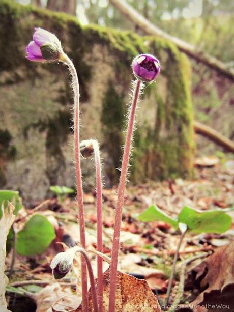 Forest Anemones