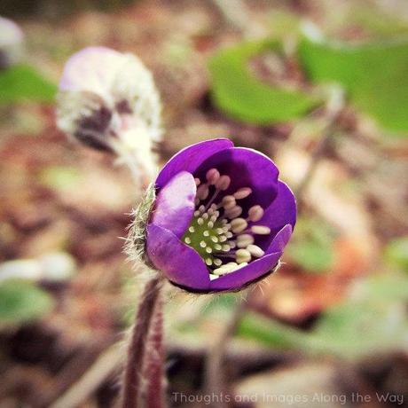 Forest Anemones