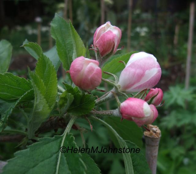 The blossom on the step-over apples is about to open