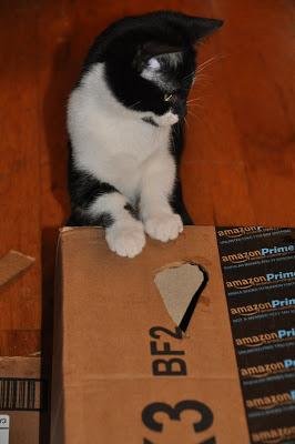 2 Kittehs + 1 Cardboard Box