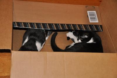 2 Kittehs + 1 Cardboard Box