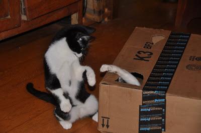 2 Kittehs + 1 Cardboard Box