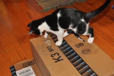 2 Kittehs + 1 Cardboard Box